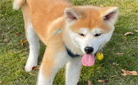 和秋田犬长得像的狗，你都知道哪些？