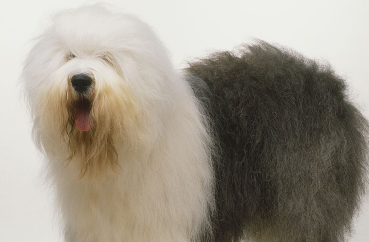 古代牧羊犬怎么看纯不纯?从什么方面可以看? 古代牧羊犬怎么看纯不纯?从什么方面可以看?
