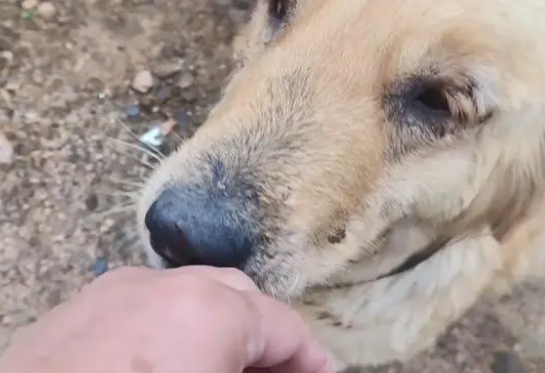 遍体鳞伤还有严重皮肤病的金毛犬，获救后，狗狗开心坏了