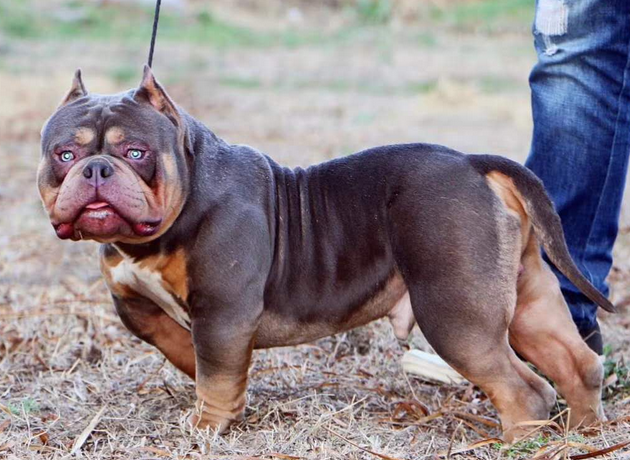 美国恶霸犬多久洗一次澡？还不赶紧了解下~