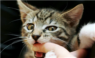 猫咪爱咬人是因为什么