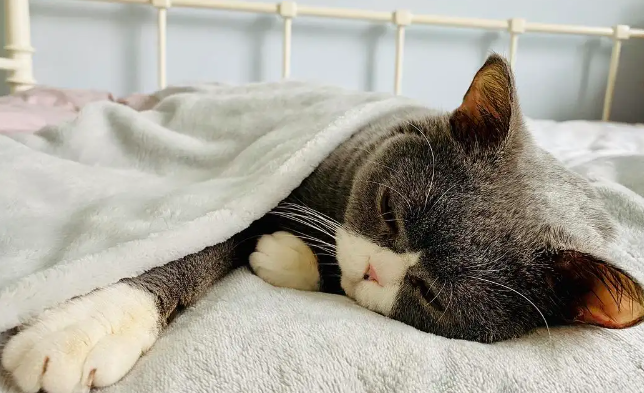 为什么猫猫狗狗会叹气呢 为什么猫猫狗狗会叹气呢