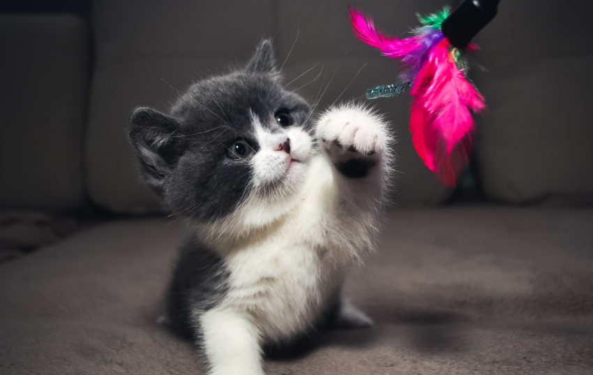 猫咪为什么那么可爱啊