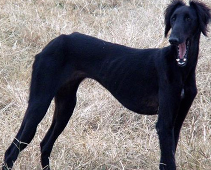 细犬狂犬病症状有哪些？不清楚的来瞧瞧
