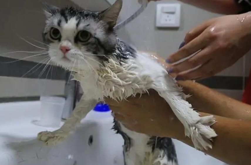 猫咪洗澡为什么会跑到床上呢 猫咪洗澡为什么会跑到床上呢