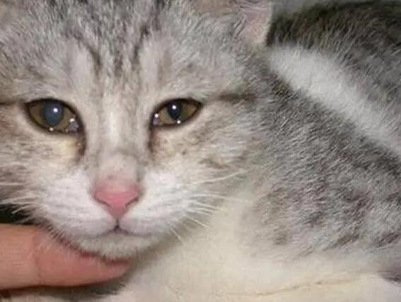 猫咪生多了为啥会失明