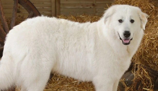 大白熊犬乱叫怎么办?怎么才能让它安静? 大白熊犬乱叫怎么办?怎么才能让它安静?