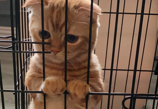 把猫咪关在笼子里是为什么 把猫咪关在笼子里是为什么