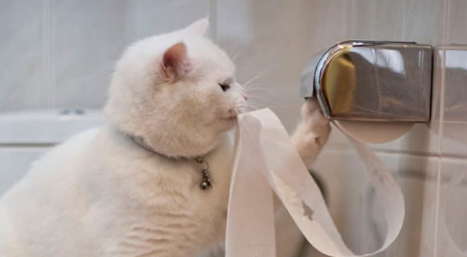 猫咪会舔胶带的原因