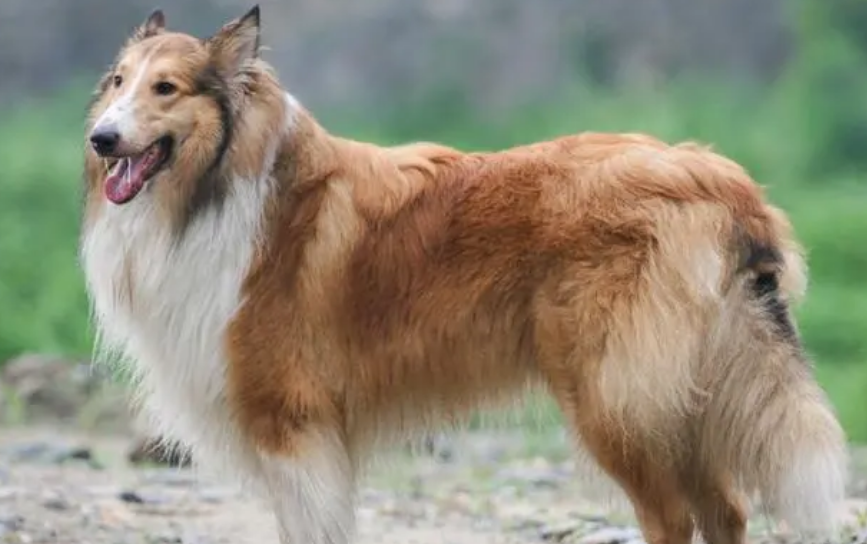 苏格兰牧羊犬吃什么肉？主人必看！