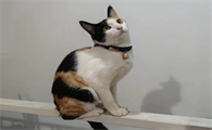 为啥三花猫很少生出纯白猫
