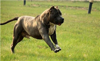 怎么禁止惠比特犬咬人?方法我教你!