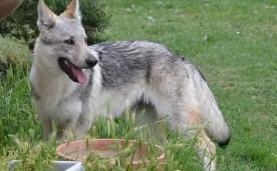 捷克狼犬发烧怎么解决?怎么帮它降温? 捷克狼犬发烧怎么解决?怎么帮它降温?