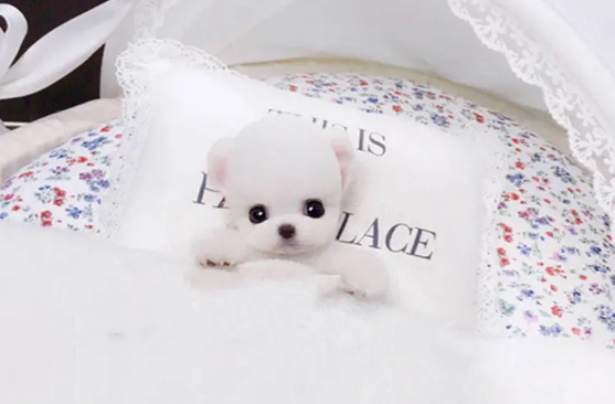 给你说说,茶杯犬怎么养得好? 给你说说,茶杯犬怎么养得好?