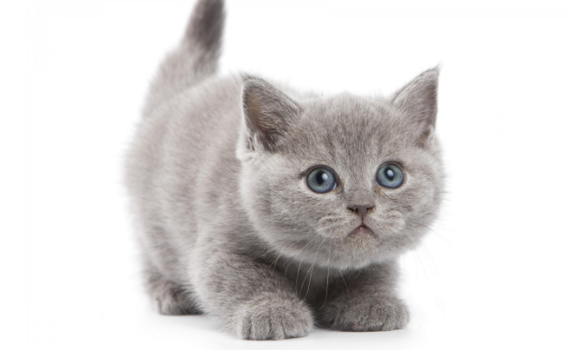 人变小奶猫是什么意思