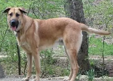一文告诉你，奇努克犬怎么训练握手？