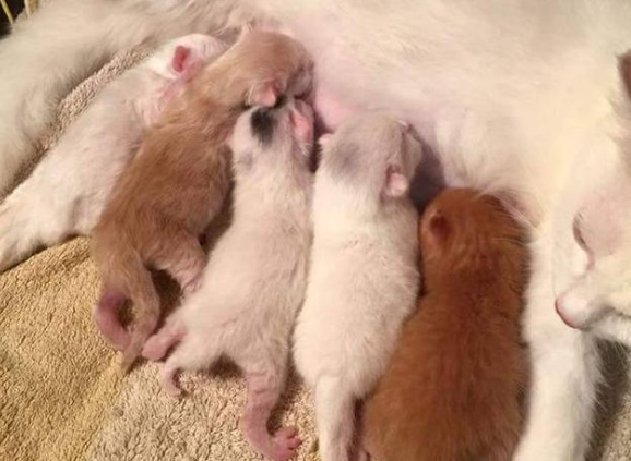 一窝猫颜色不一样怎么回事