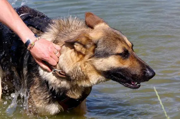 德国牧羊犬怎么洗澡?不妨来看看吧 德国牧羊犬怎么洗澡?不妨来看看吧