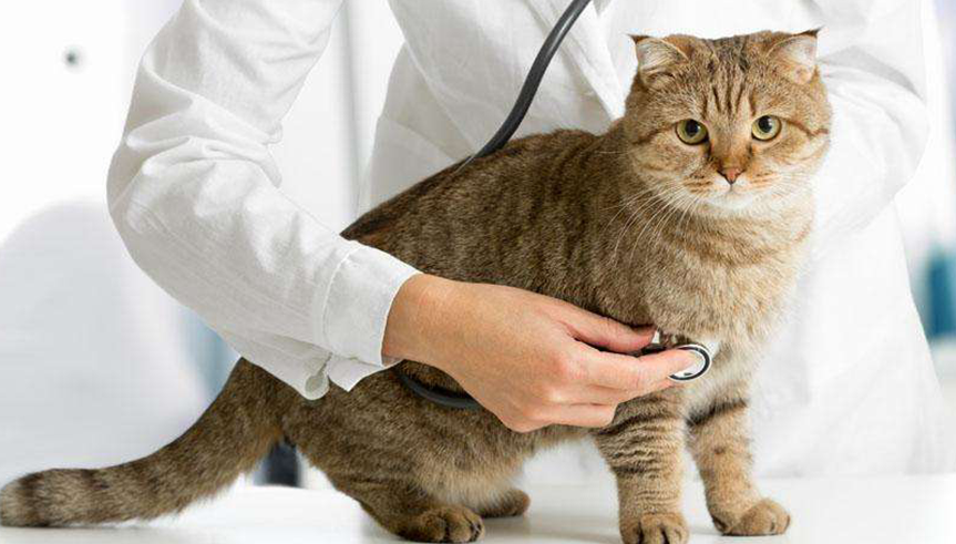 猫的喂养常识
