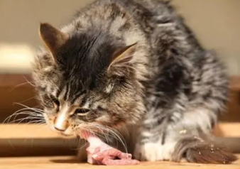 猫咪没吃饱为什么还吐了怎么回事
