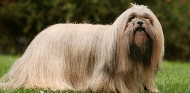 拉萨犬怎么养?怎么养才好? 拉萨犬怎么养?怎么养才好?