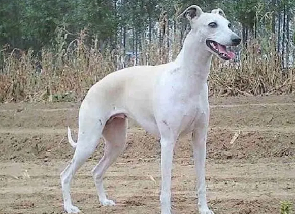 惠比特犬吃什么美毛?来这里看看吧 惠比特犬吃什么美毛?来这里看看吧