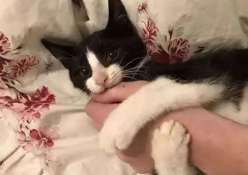 猫咪为什么想扑主人