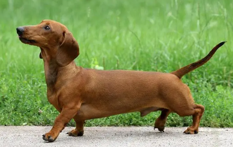 腊肠犬什么时候打疫苗?一定要清楚 腊肠犬什么时候打疫苗?一定要清楚