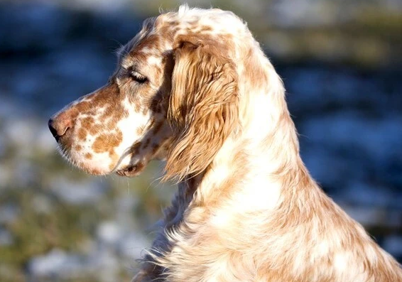 一文告诉你，英国雪达犬患皮肤病怎么办？