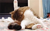 猫咪为什么老是舔尿道口呢
