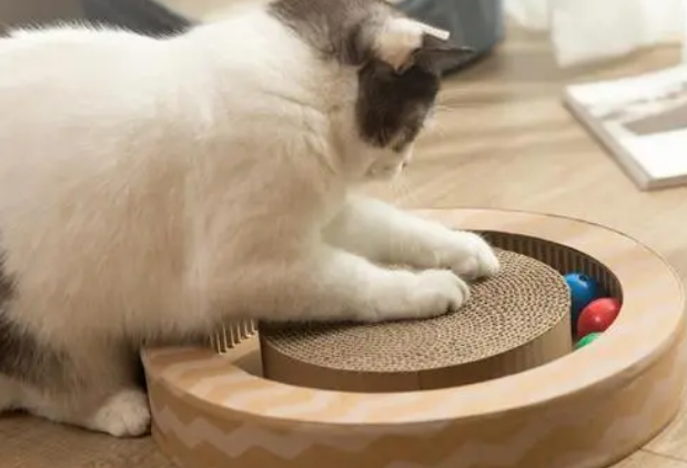 猫咪为什么说它就抓板子呢