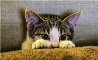 猫咪为什么这么容易害怕