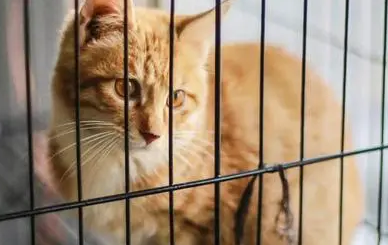 把猫关在笼子里三天会发生什么