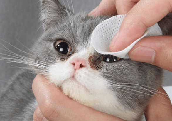 猫咪为什么眼里有泪花的原因