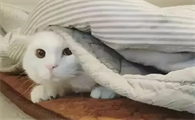 为什么小猫咪总是发抖呢