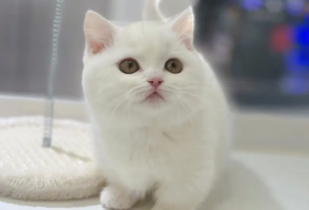 曼基康猫发情闹春怎么办？来get下吧