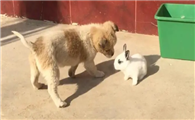 兔子给猫狗咬还能活多久