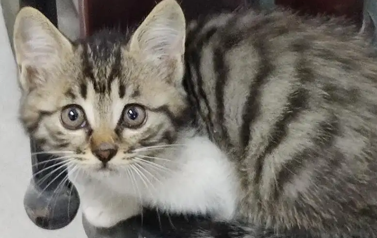 狸花猫能听懂人话吗 狸花猫能听懂人话吗