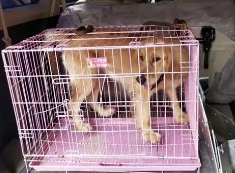 宠物狗托运费用一般多少 宠物狗托运费用一般多少