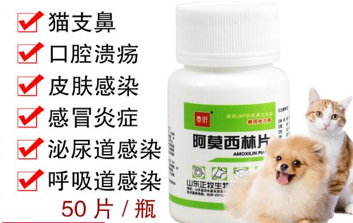 阿莫西林猫咪用量