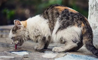 很干净的猫是流浪猫吗