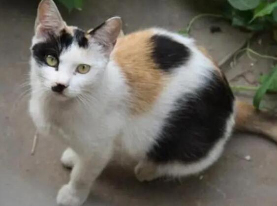 不知道怎么辨别是不是土猫？看这里！