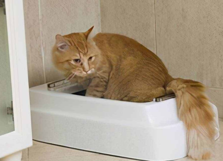 猫咪为什么集体乱尿的原因 猫咪为什么集体乱尿的原因
