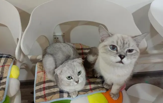 宠物店会收小猫吗