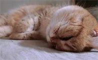 猫死了不闭眼有什么预示
