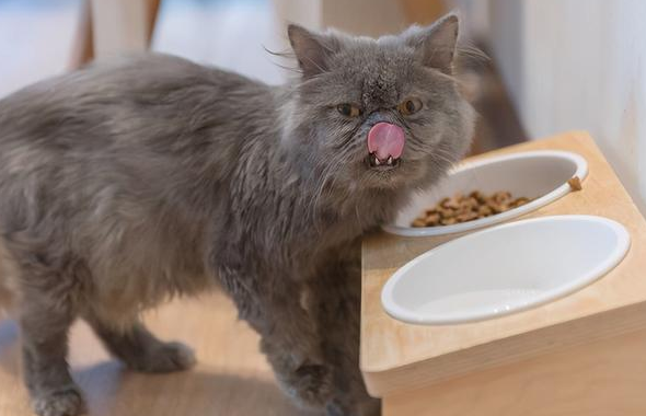 猫咪吃饭为什么吃不胖还瘦了