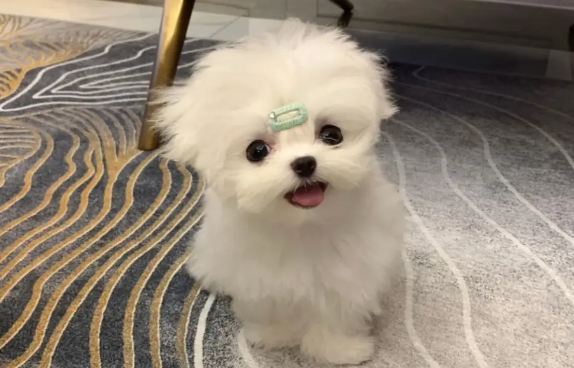 马尔济斯犬怀孕初期有什么症状?了解后你就知道了~ 马尔济斯犬怀孕初期有什么症状?了解后你就知道了~