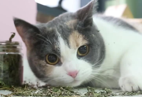 为什么要给猫用猫薄荷洗澡