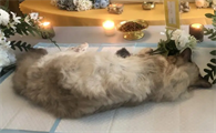 猫咪离世后怎么处理