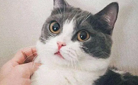 明星不能养猫咪吗